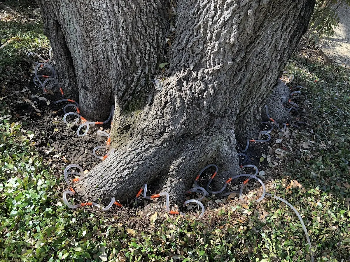 Detailed Tree Cabling and Bracing job site in Bentonville