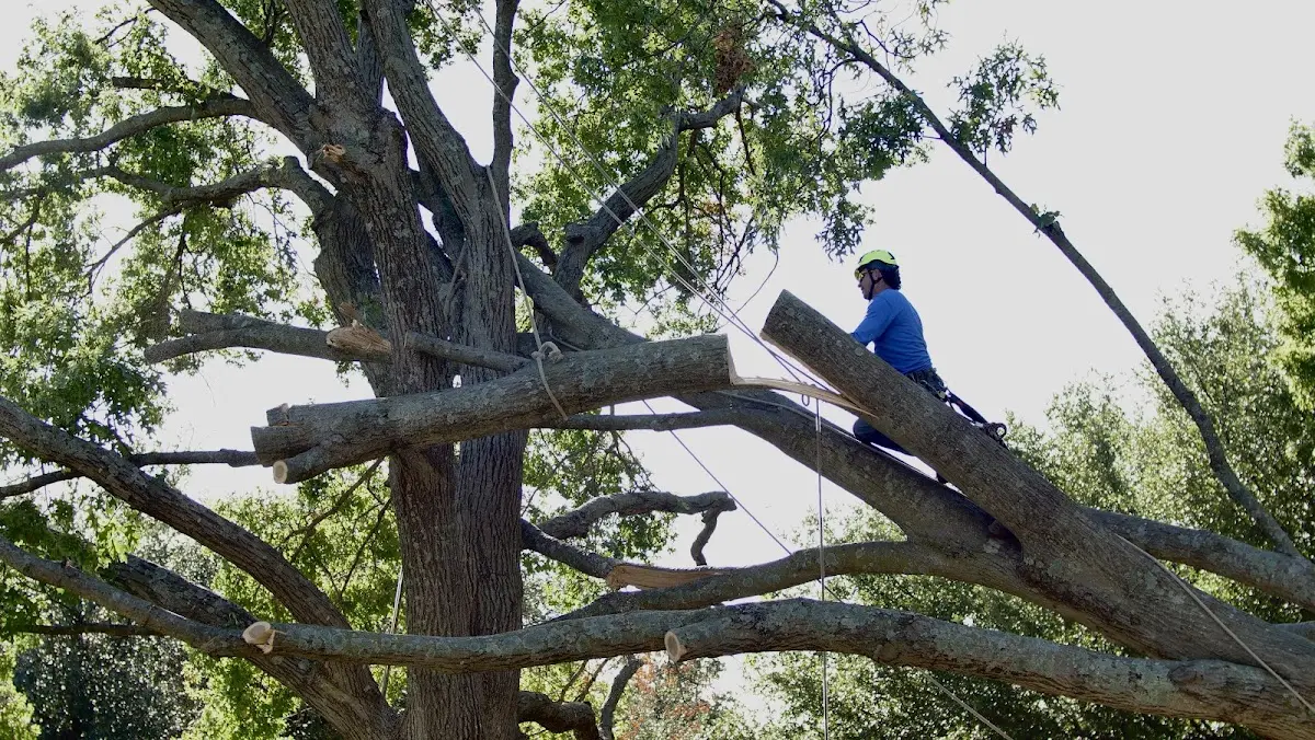 Professional Hazardous Tree Removal performed by certified arborists in Bentonville