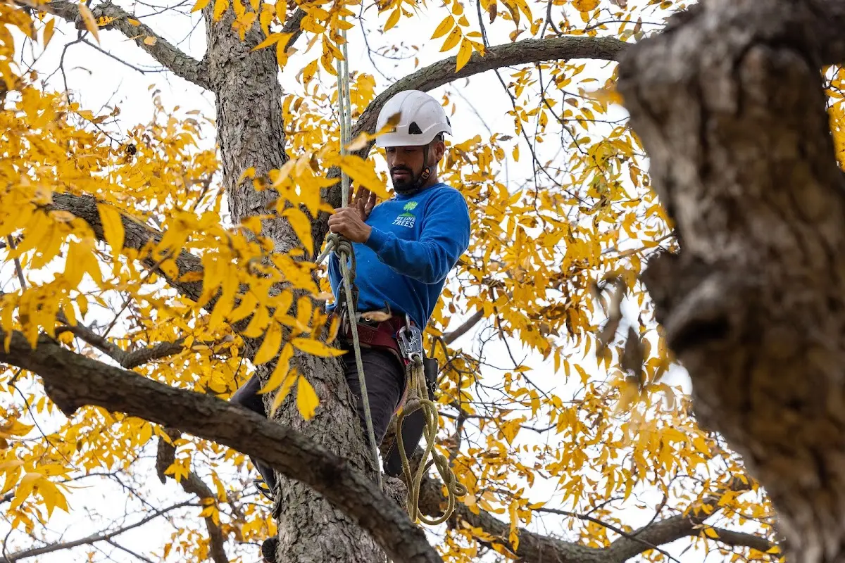 Skilled Tree Trimming crew working in Bentonville