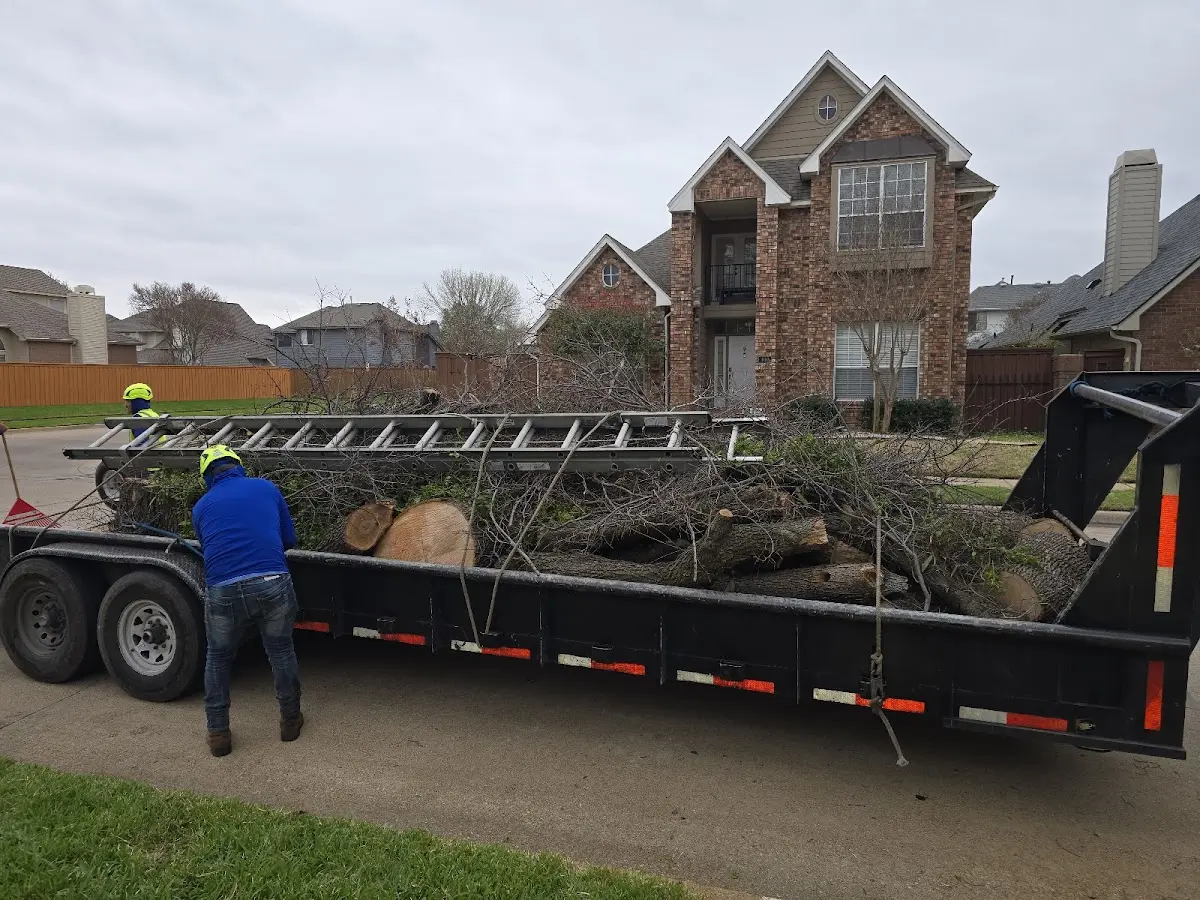 Expert Deadwooding with proper safety equipment in Bentonville